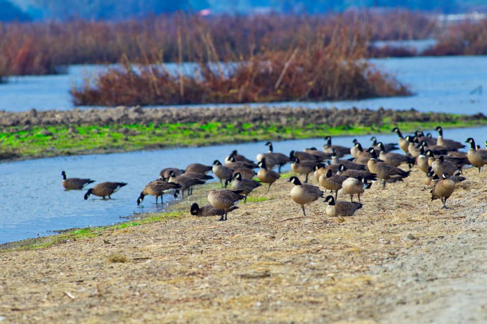Aleutian  geese at San Joaquin National Wildlife Refuge