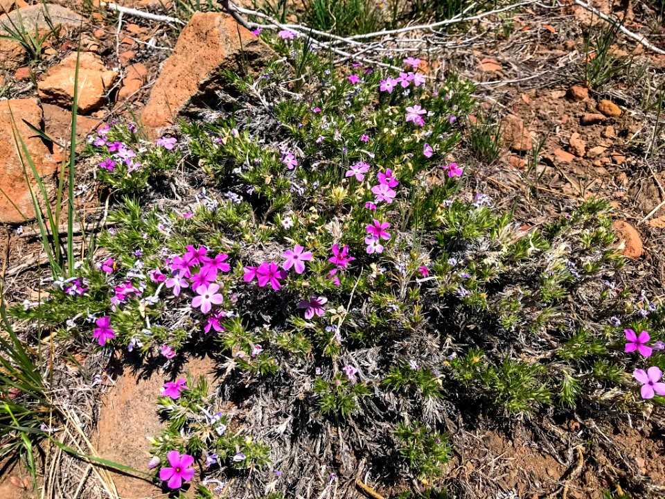 Spreading phlox on hiking trail in Nevada