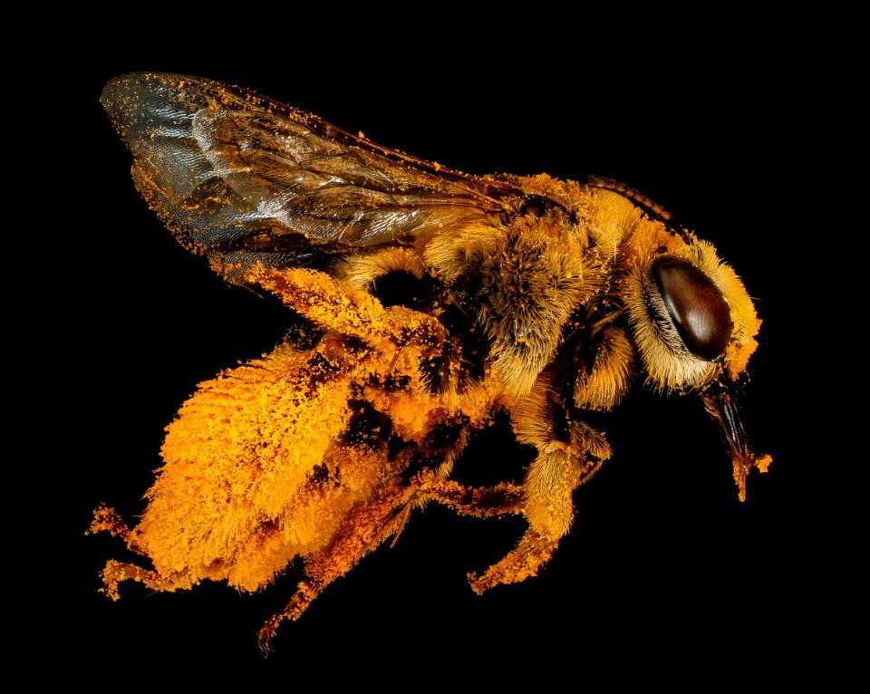 Svastra petulca, right 2016-09-09-12.41