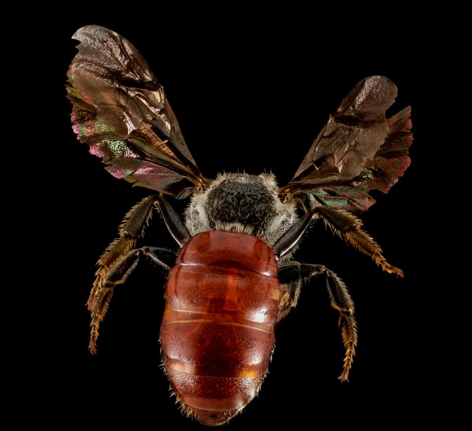 Sphecodes ranunculi, F, Back, NY, Vipers Boscoss Roadside 2014-08-22-19.56