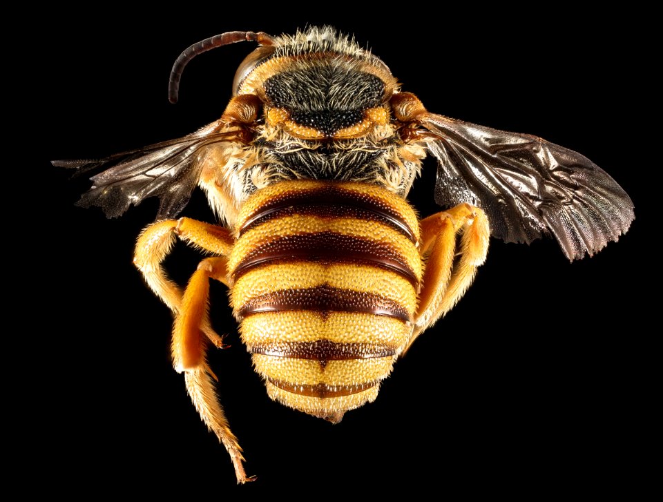 Icteranthidium grohmanni,  M, Back, Greece, Aegean Islands, Lesvos, Mytilene 2015-02-19-14.46.55 ZS PMax