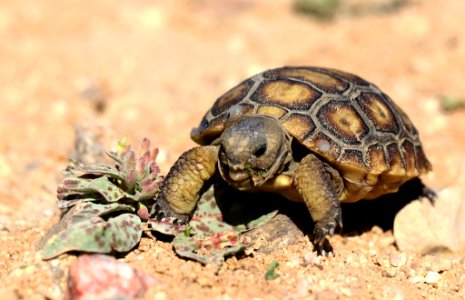 Juvenile desert tortoise at 29 Palms Marine Corps Base photo