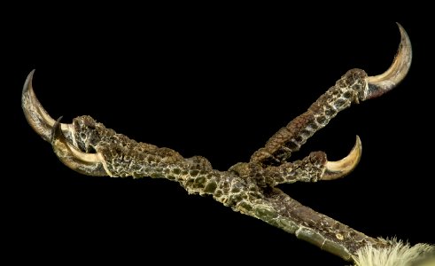 sapsucker, foot, dc 2014-05-06-16.08.11 ZS PMax photo