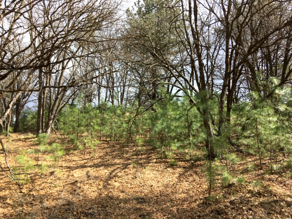Oak woodland before the CCC’s cut down encroaching conifers