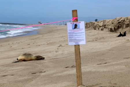 Female sea lion stranded on Ventura County beach.