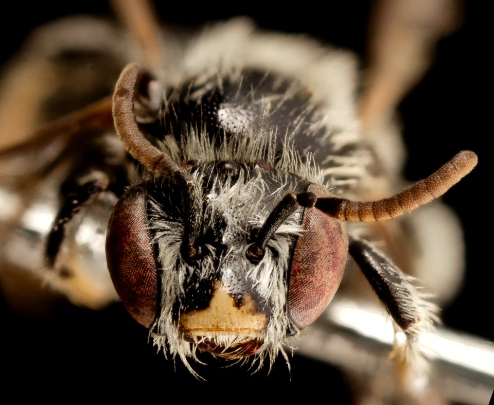 Anthophorula micheneri, m, virginia, westmoreland, face 2014-12-06-11.56.12 ZS PMax