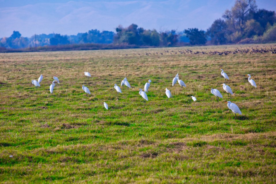 snow geese at San Joaquin National Wildlife Refuge