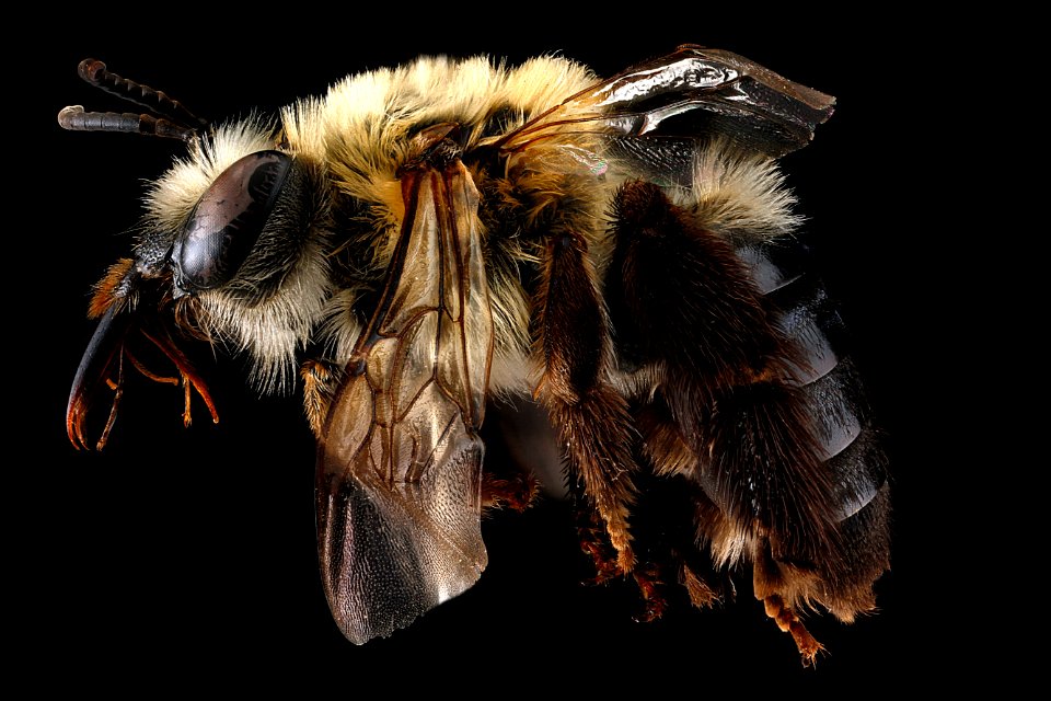 Eucera-rosae,-female,-side 2012-07-25-13.38.30-ZS-PMax photo