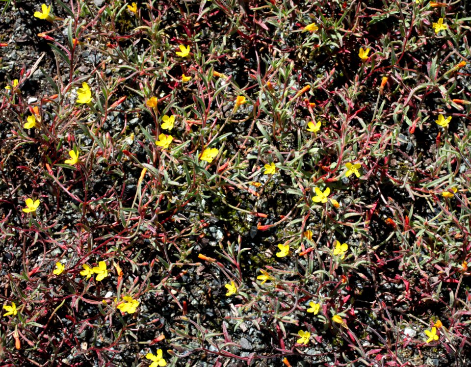 San Benito evening primrose
