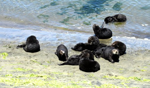 Moss Landing sea otters photo