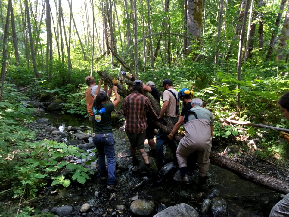 Multi-agency team installing large wood in Cougar Creek.