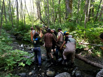 Multi-agency team installing large wood in Cougar Creek.