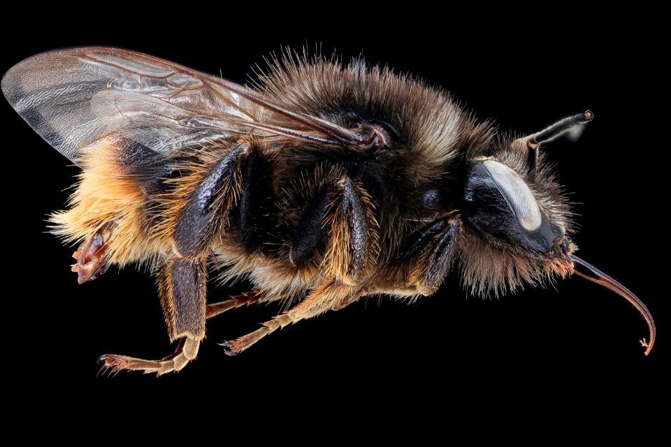 Bombus ruderarius, m, right, Podunajska, Slovakia 2020-02-17-16.08.16 ZS PMax UDR