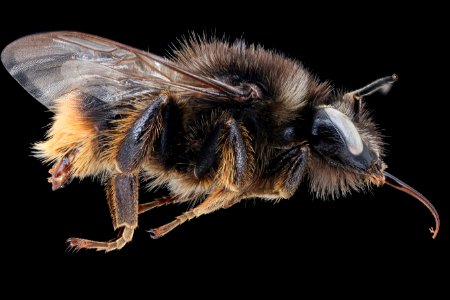 Bombus ruderarius, m, right, Podunajska, Slovakia 2020-02-17-16.08.16 ZS PMax UDR