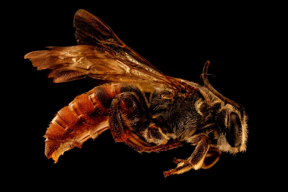 Spatunomia rubra, u, right, Skukuza, South Africa 2018-08-15-16.33.18 ZS PMax UDR