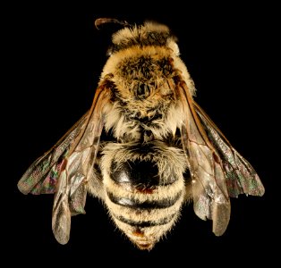 Colletes phaceliae, f, back, Pennington Co, South Dakota 2015-12-01-12.06