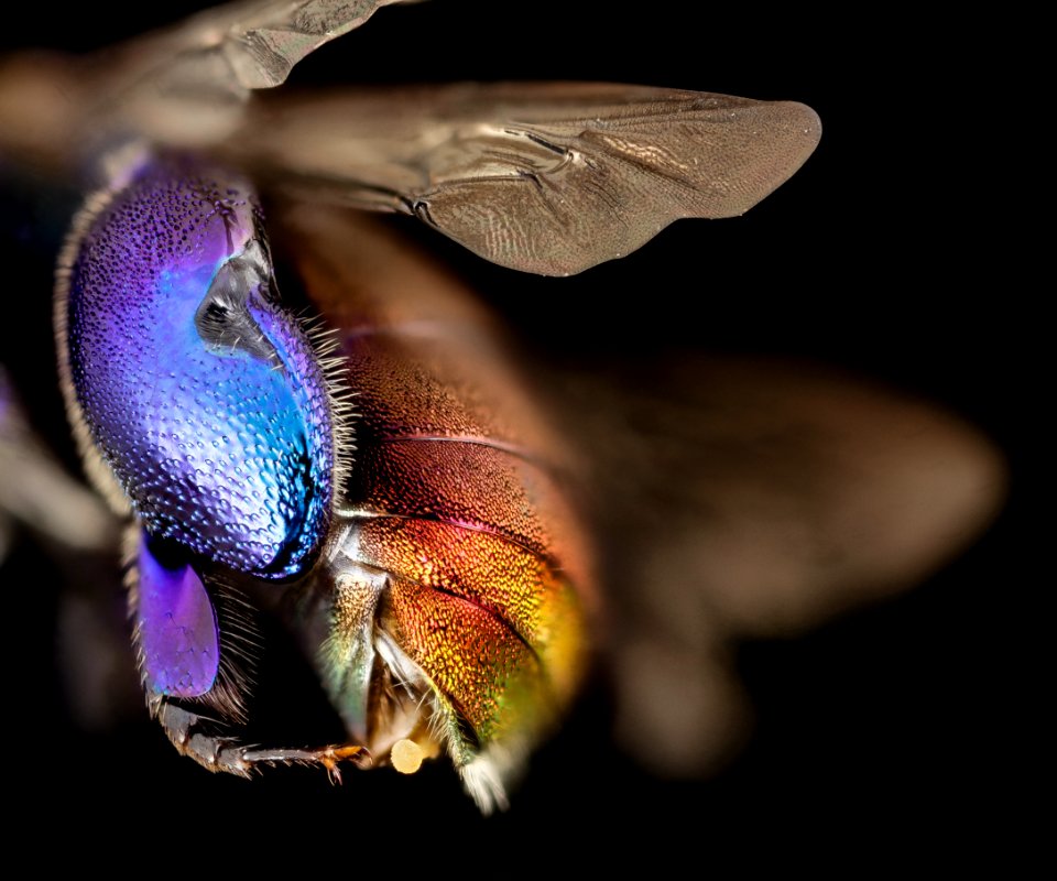 orchid bee purple, m, guiana, 4 2014-11-04-12.17.09 ZS PMax