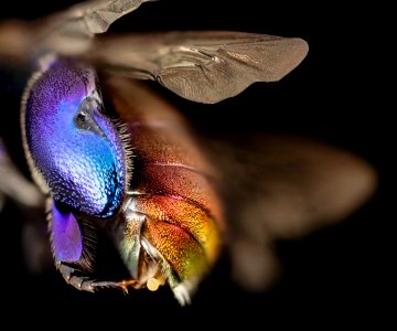 orchid bee purple, m, guiana, 4 2014-11-04-12.17.09 ZS PMax