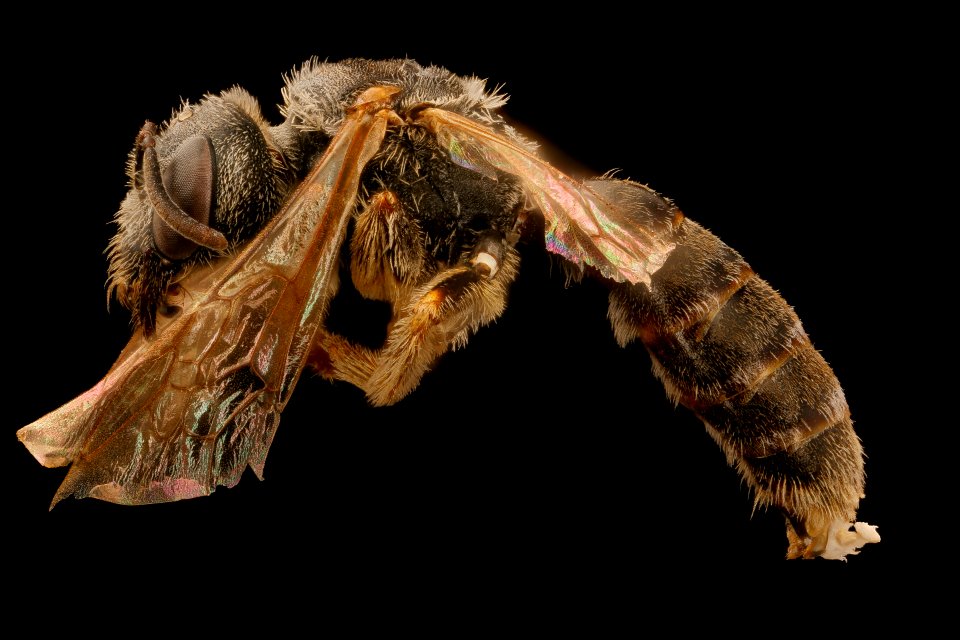 Halictus ligatus, gynandromorph, left side, Maine 2017-06-16-16.05