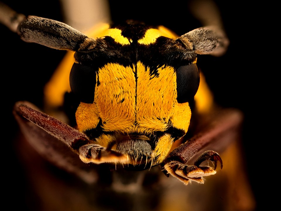 Tragocephala species, u, face, Skukuza, South Africa 2018-07-17-20.11.25 ZS PMax UDR