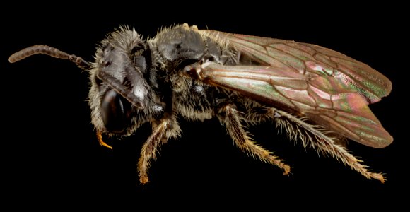 Rophitulus species, angle, brazil 2014-08-06-09.51.24 ZS PMax photo