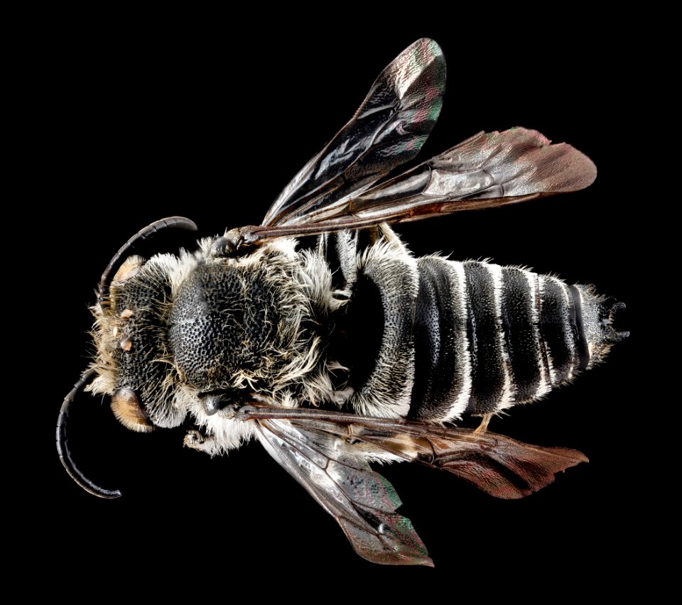 Coelioxys porterae, male, back 2012-07-09-18.01