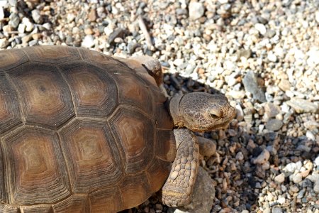 Desert tortoise at Living Desert photo