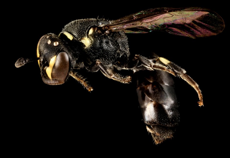 Hylaeus sp, F, Side, Puerto Rico, Yauco 2015-01-30-14.48.33 ZS PMax