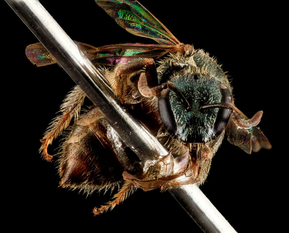 Lasioglossum tamiamense, F, Face, Georgia, Camden Co 2014-04-15-13.27.03 ZS PMax