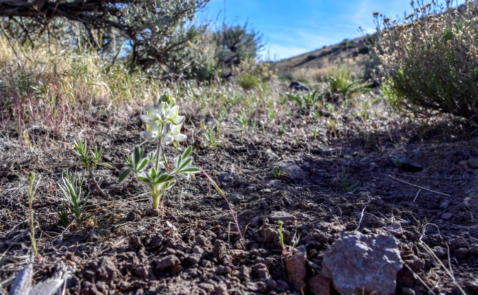 Lupine in bloom near Reno, Nevada