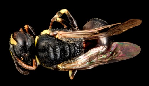 Hylaeus floridanus, F, back, Moore Co., N. Carolina 2014-01-08-15.11.43 ZS PMax