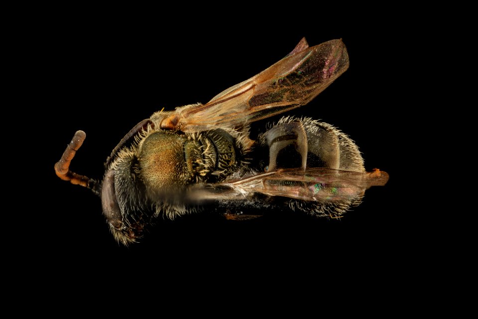 Gynandromorph, Lasioglossum hitchensi, Back, MD, St Marys County 2014-05-27-16.26.23 ZS PMax