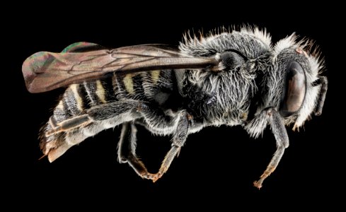 Stelis labiata, U, Side, NC, Moore County 2013-09-30-16.22.54 ZS PMax