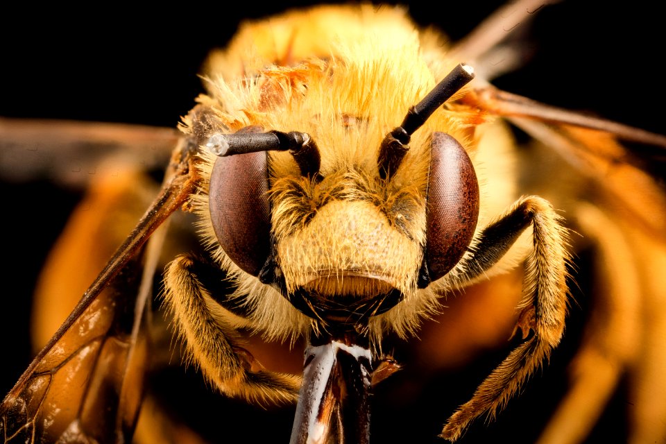 Eucera fulvohirta, M, Baker County, Georgia, face 2015-01-08-11.34.02 ZS PMax
