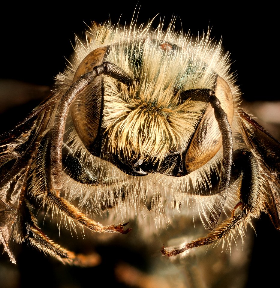 Osmia georgica, m, face, Maryland 2016-06-27-17.52