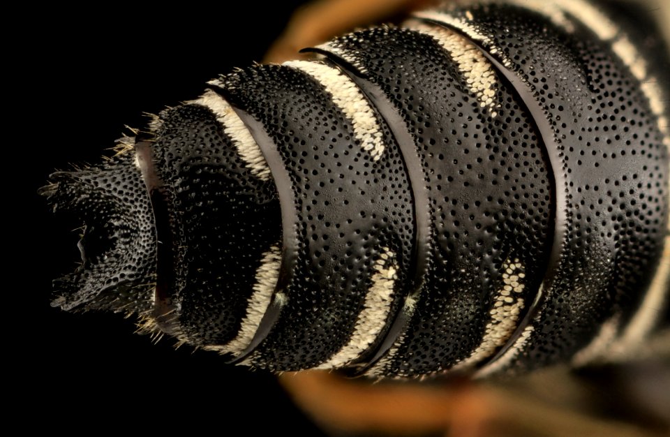 Coelioxys hunteri, M, abdomen posterior, MD, Cecil County 2013-08-08-14.05.37 ZS PMax