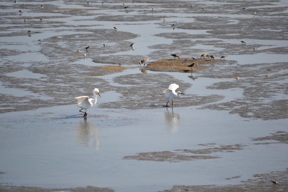 Excited egrets