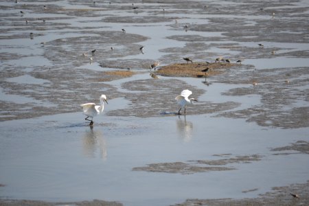Excited egrets photo
