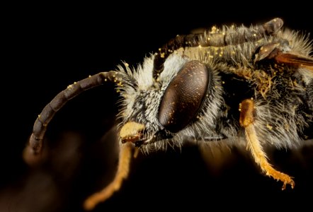 Lasioglossum albipes, m, france, face 2014-11-02-00.43.10 ZS PMax