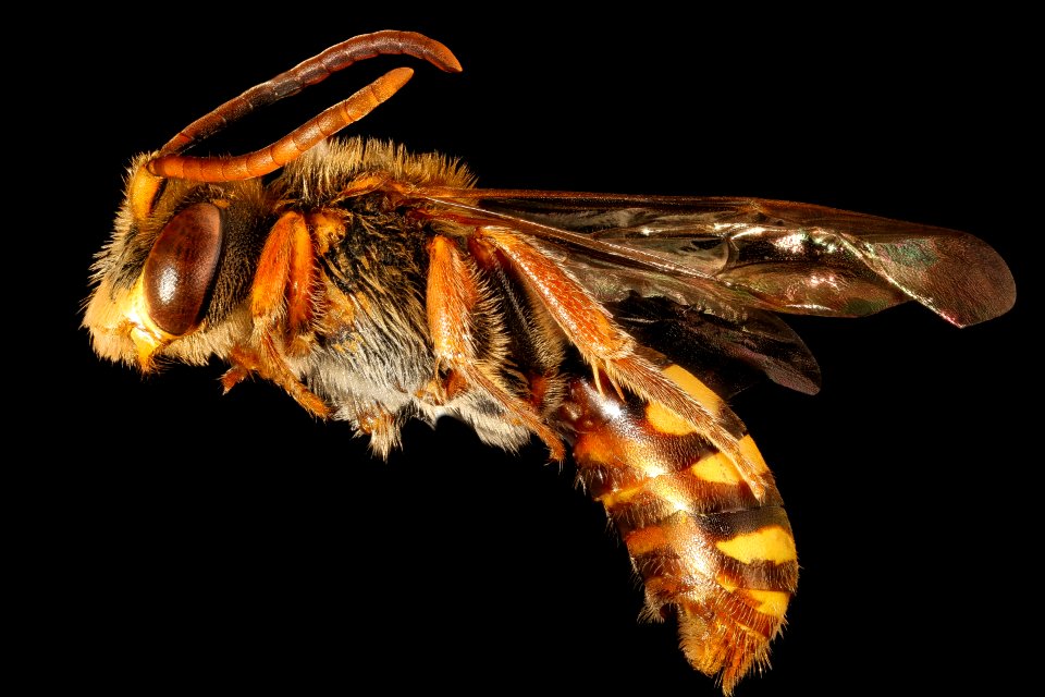Nomada maculata, m, left side, Charles Co. Maryland 2016-06-27-17.12
