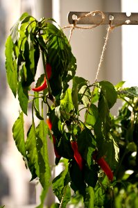 Chilis ready for harvest.