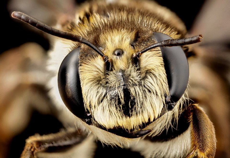 Stenotritus pubescens, f, cleaned, face 2014-07-26-15.14.33 ZS PMax