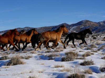 Sulphur Herd Management Area WIld Horse and Burro Gather 2017