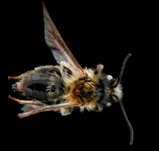 Andrena lapponica, m, back, Bukovske vrchy, Slovakia 2019-12-16-19.22.25 ZS PMax UDR