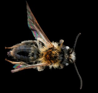 Andrena lapponica, m, back, Bukovske vrchy, Slovakia 2019-12-16-19.22.25 ZS PMax UDR photo