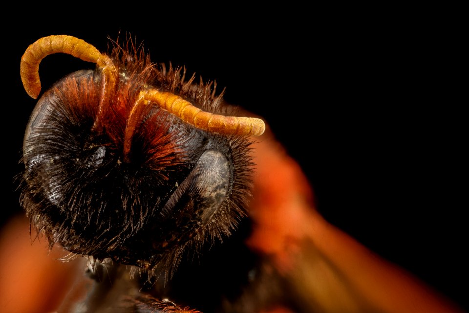 Edwyniana near flavicornis, f, 00605f08, face, chile 2014-08-04-15.50.28 ZS PMax