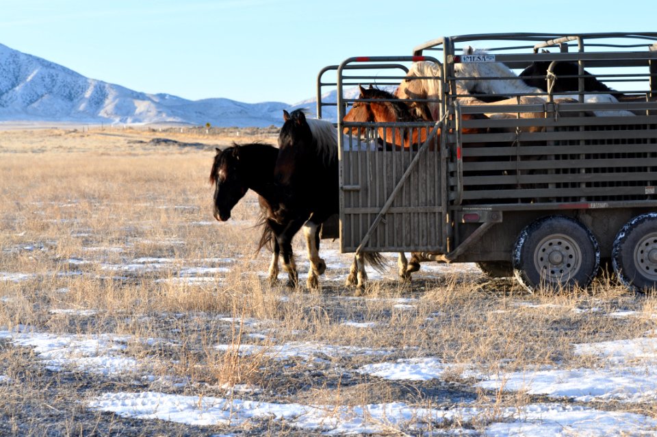 Onaqui Wild Horse Gather 02/20/12