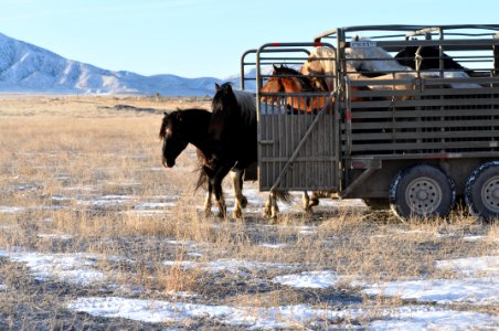 Onaqui Wild Horse Gather 02/20/12