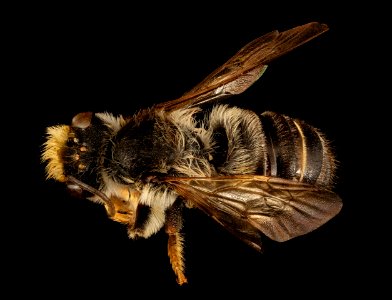 Megachile pugnata, m, back, Hardy Co., WV 2017-03-15-13.06