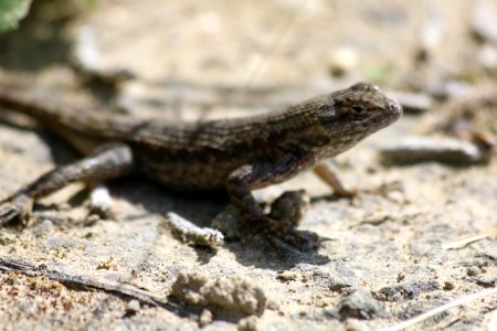 Western fence lizard